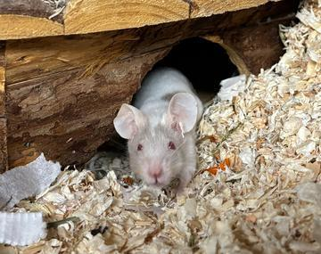 Maus