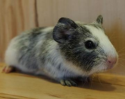 Fundtier Tier-ID 36234