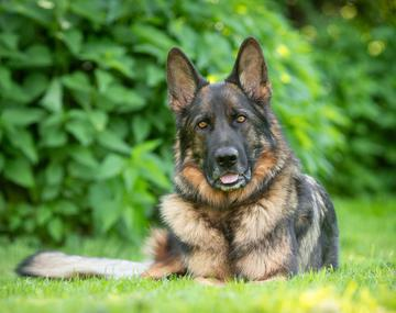 Schäferhund