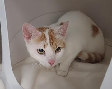 Europäische Hauskatze