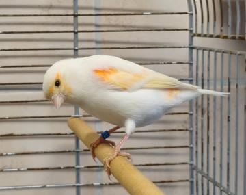 Kanarienvogel