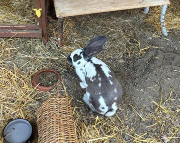 Kaninchen