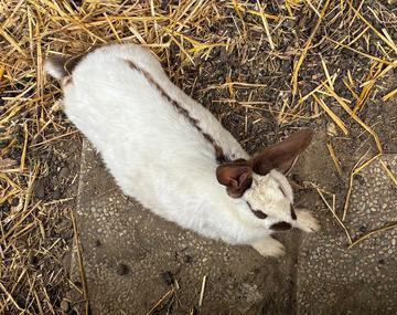 Kaninchen
