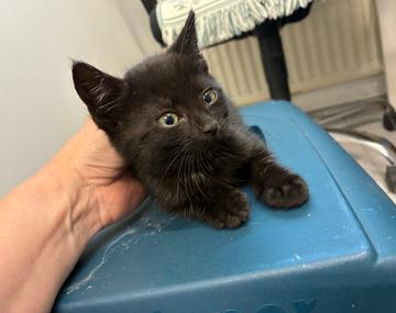 Europäische Hauskatze