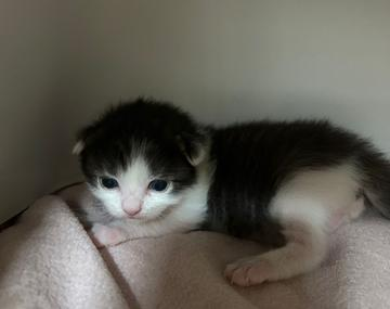 Europäische Hauskatze