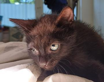 Europäische Hauskatze