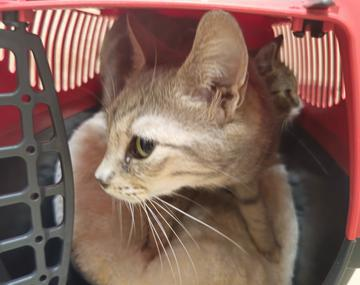 Europäische Hauskatze
