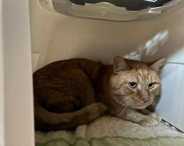 Europäische Hauskatze