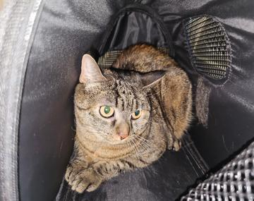 Europäische Hauskatze