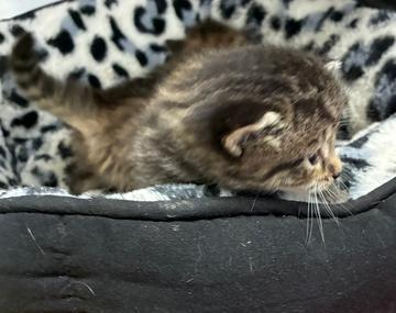 Europäische Hauskatze