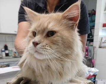 Maine Coon