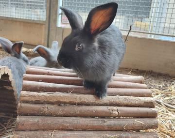 Kaninchen