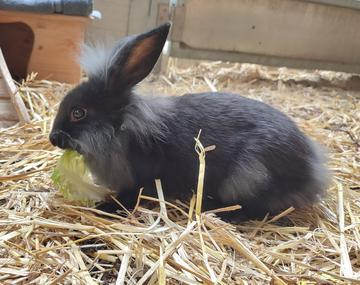 Kaninchen