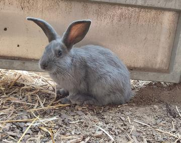 Kaninchen