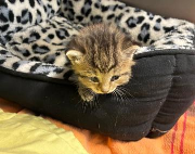 Fundtier Tier-ID 36474