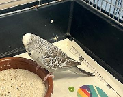 Fundtier Tier-ID 36747