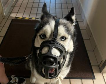 Husky