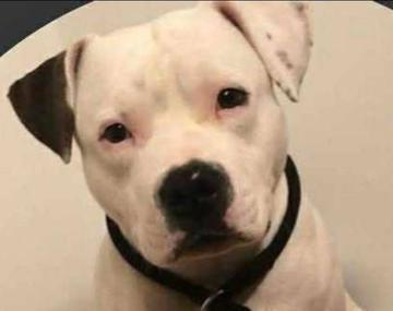 Staffordshire Bullterrier-Mischling