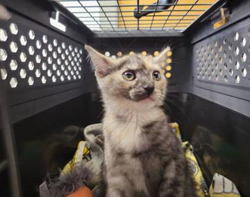 Europäische Hauskatze