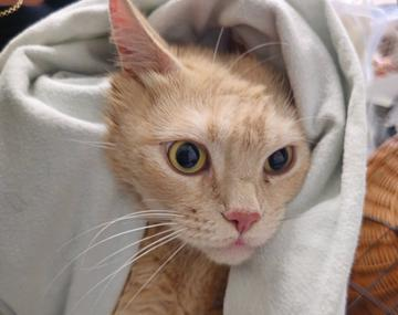 Europäische Hauskatze