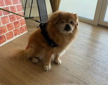 Pekinese
