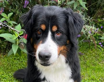 Berner Sennenhund