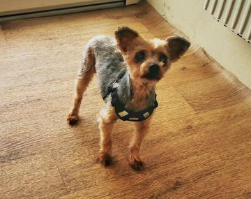 Yorkshire Terrier