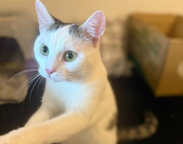 Europäische Hauskatze