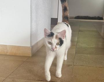 Europäische Hauskatze