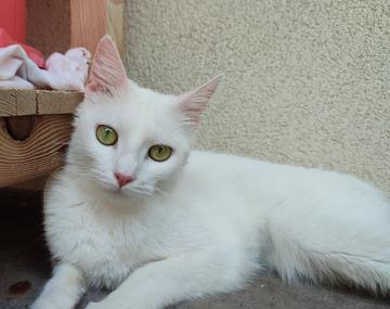 Europäische Hauskatze