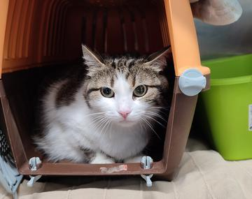 Europäische Hauskatze