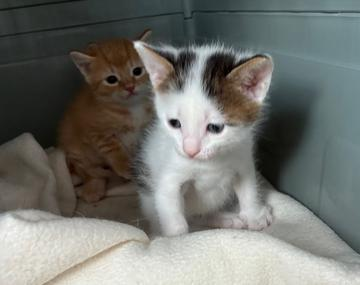 Europäische Hauskatze