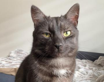 Europäische Hauskatze
