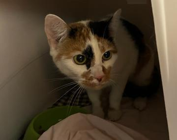 Europäische Hauskatze