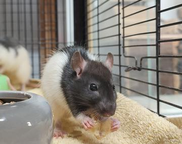 Ratte