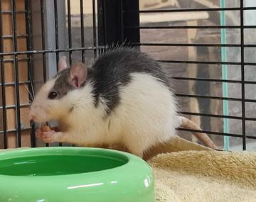 Ratte