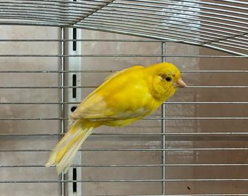 Kanarienvogel