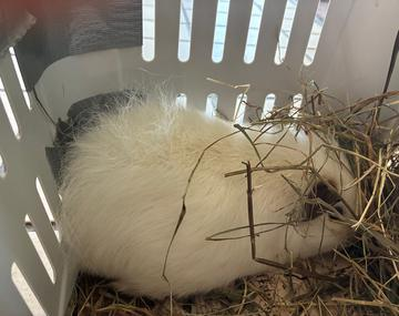 Meerschweinchen