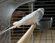Fundtier Tier-ID 37043
