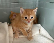 Fundtier Tier-ID 36652