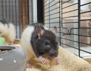 Fundtier Tier-ID 36145