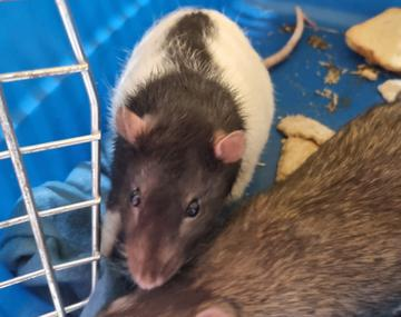 Ratte