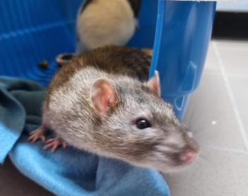 Ratte