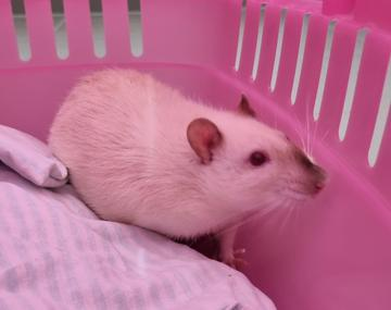 Ratte