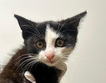 Europäische Hauskatze