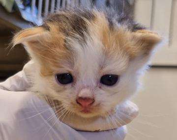 Europäische Hauskatze