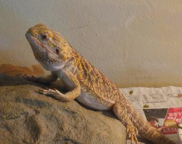 Reptilien/Amphibien