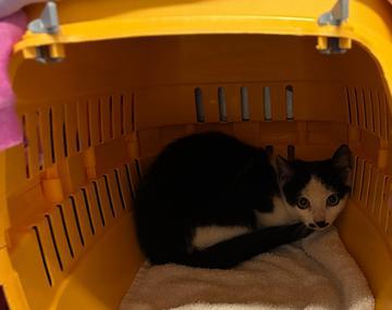 Europäische Hauskatze