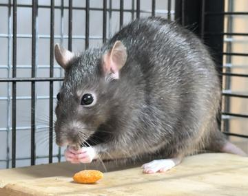 Ratte