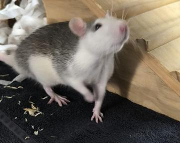 Ratte
